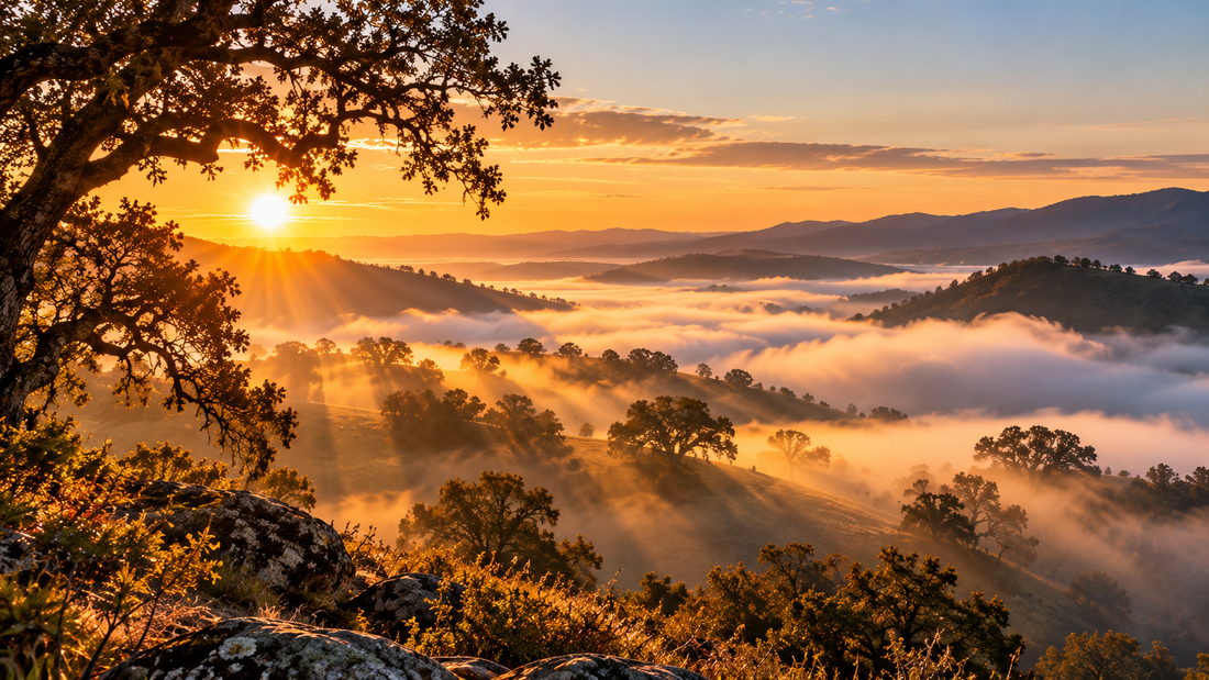 Golden morning sunlight filtering through fog and oak trees across rolling hills at sunrise.