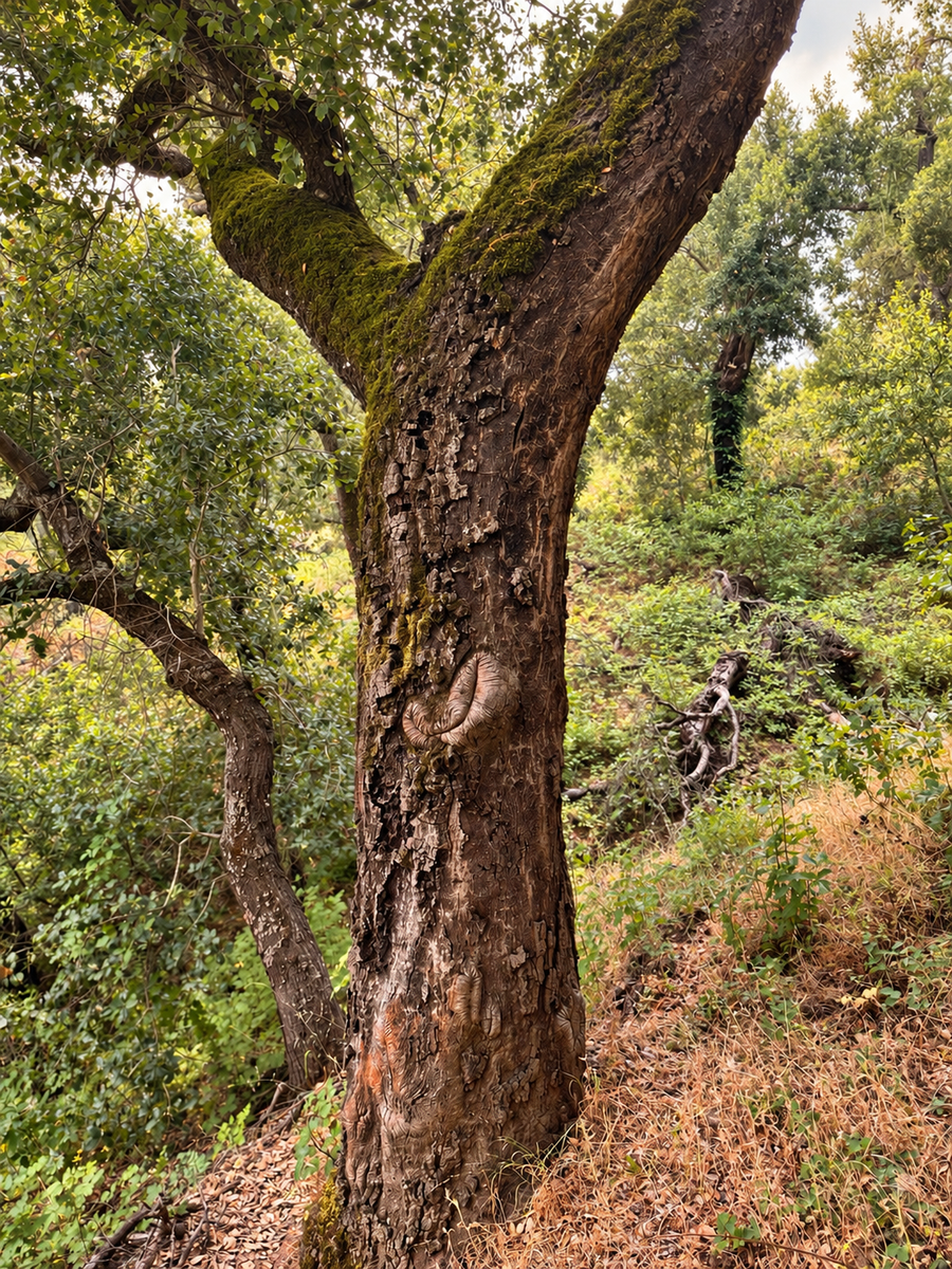 An oak tree named Sam at Three Bridges in Atascadero, with a smile-like scar and heart-shaped marking on its trunk, surrounded by moss and woodland greenery.