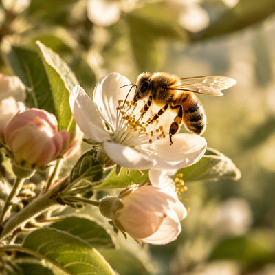 Honey Bee on an apple blossom collecting pollen